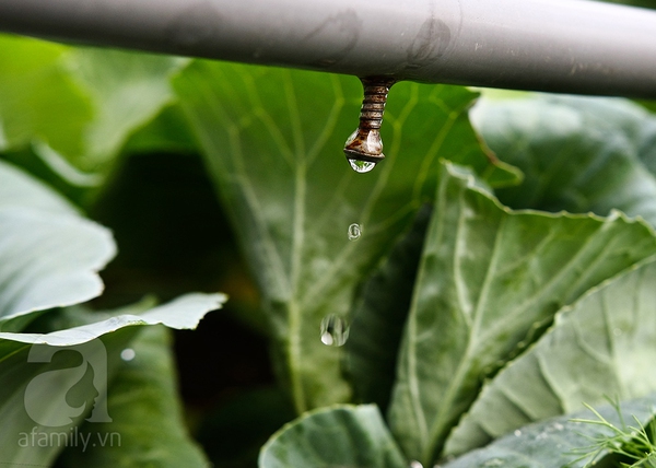 Ngắm vườn rau 40m² ở sân thượng đủ ăn cho 4 hộ gia đình ở Hà Nội 10 Ngắm vườn rau 40m² ở sân thượng đủ ăn cho 4 hộ gia đình ở Hà Nội 10
